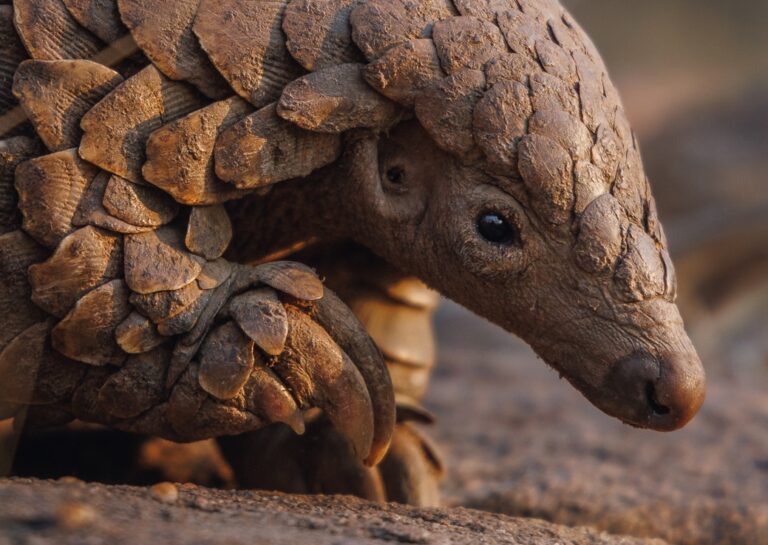 Pangolarium Kulu | Pangolin | Pangolins