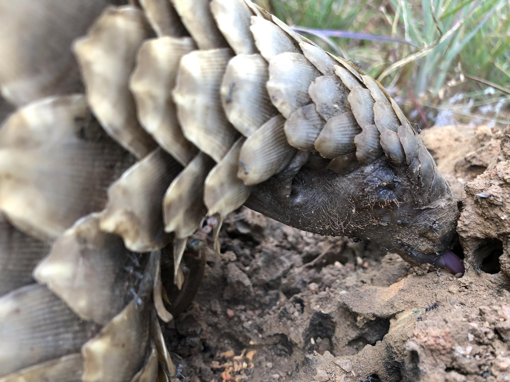 3 Pangolins