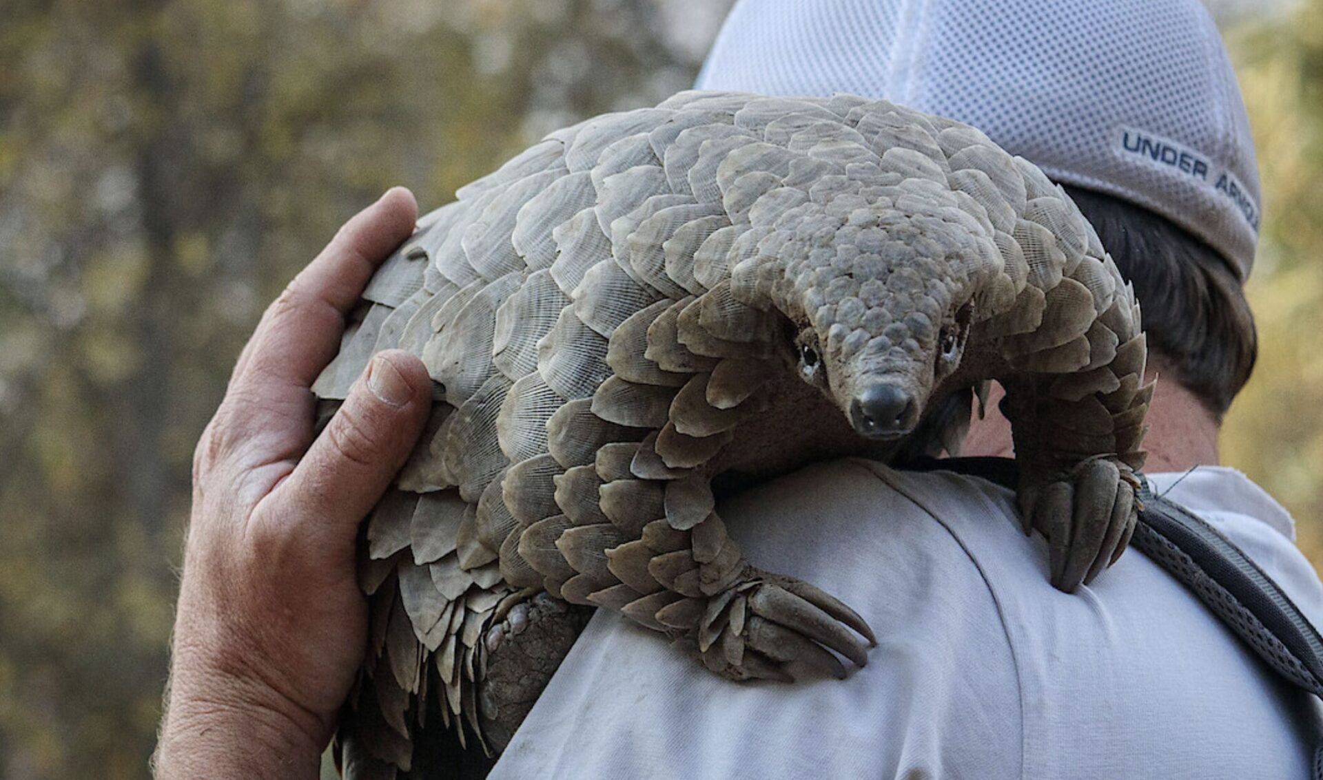 Pangolin: Kulu’s Journey