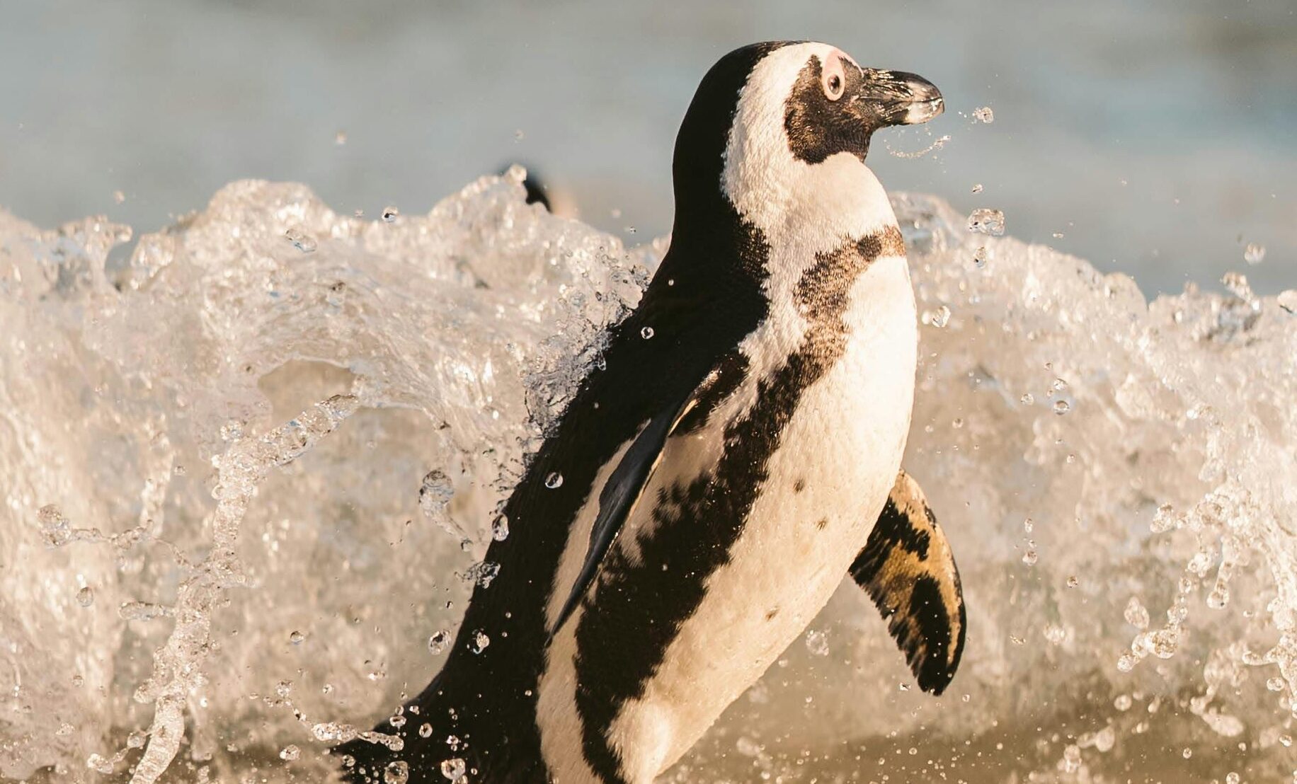 By a car Penguin Awareness Day