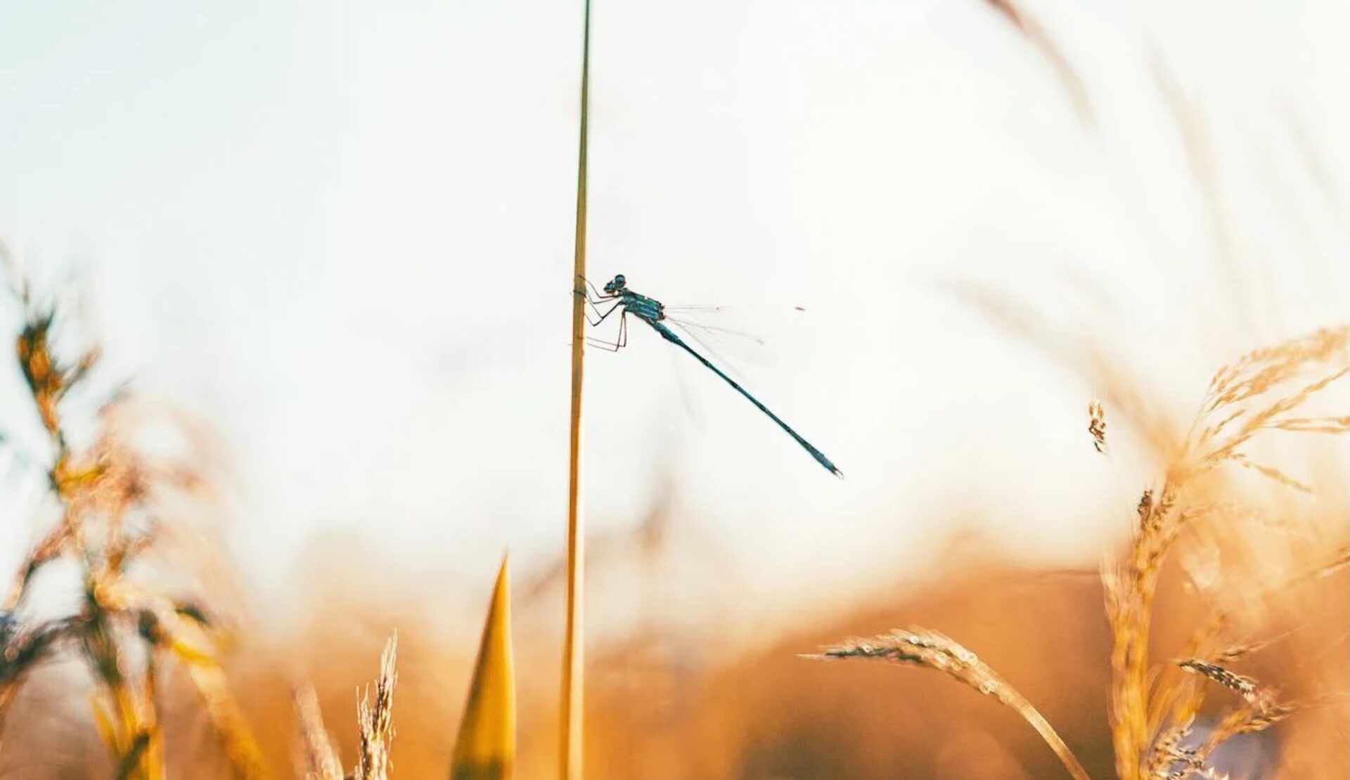 Rare Dragonfly Spotted on KZN Coast... And It’s a Phenomenal First