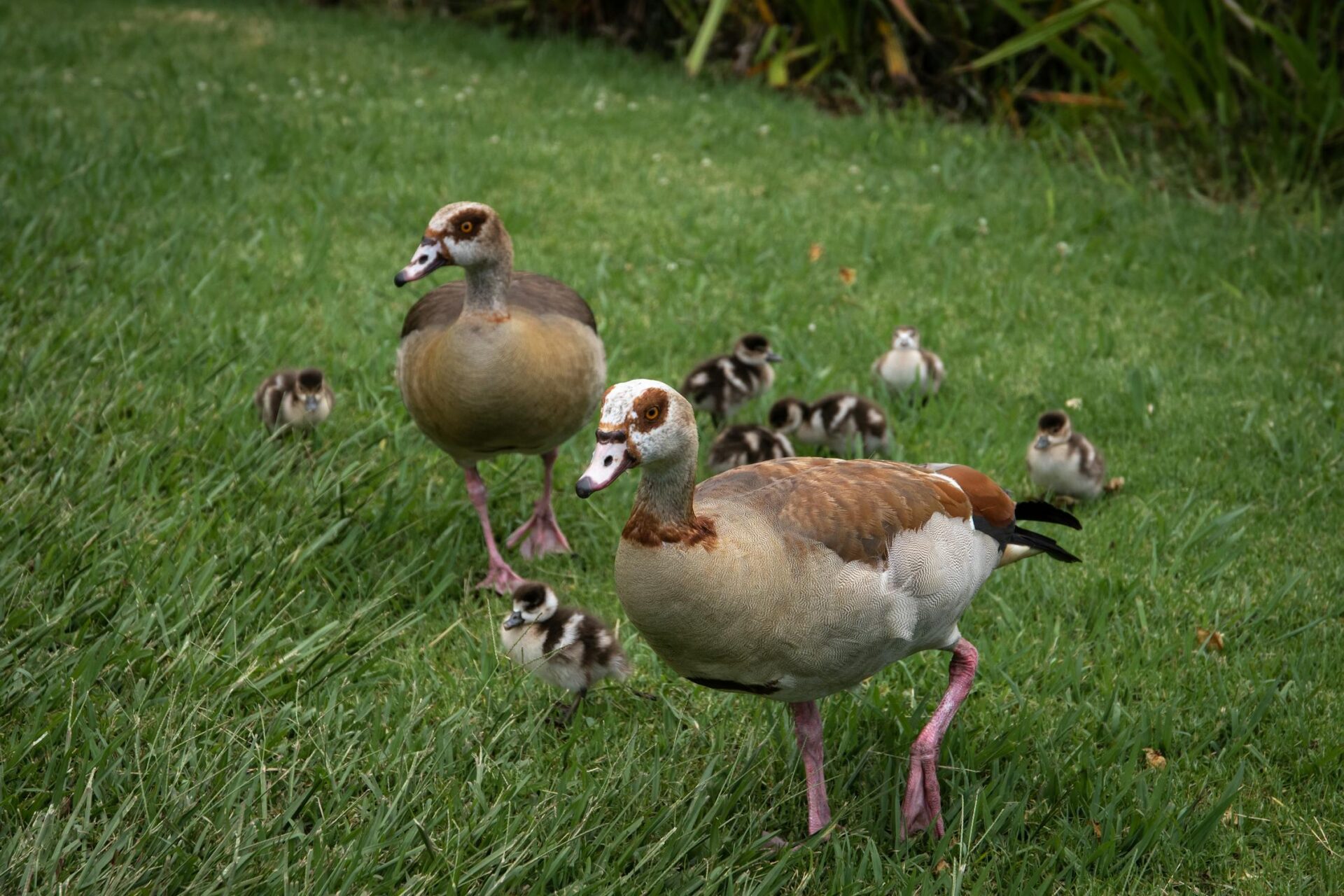 Community Rallies to Help Family of Egyptian Geese Cross Busy Road to Reach Safe Waters