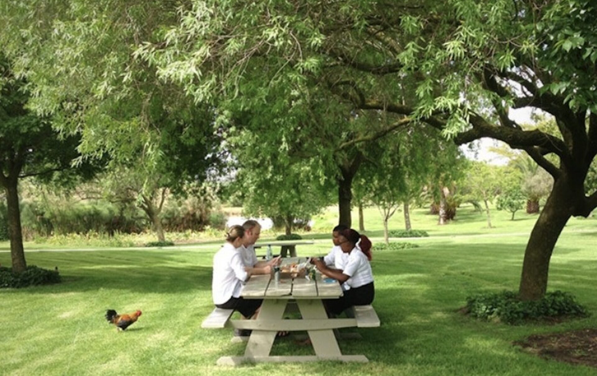 picnic for paws