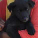 Animal Trust