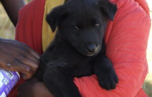 Animal Trust