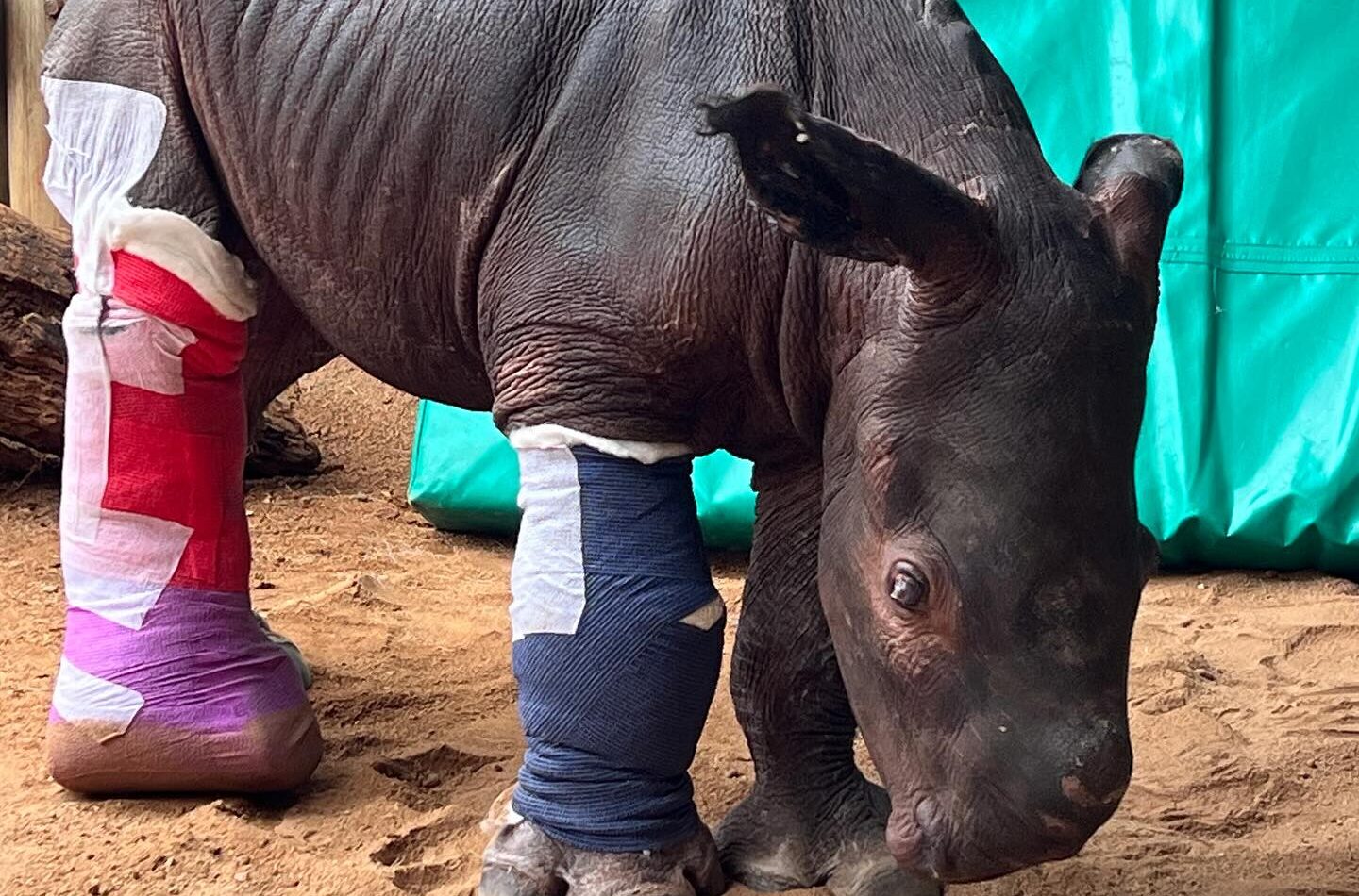Rhino Calf