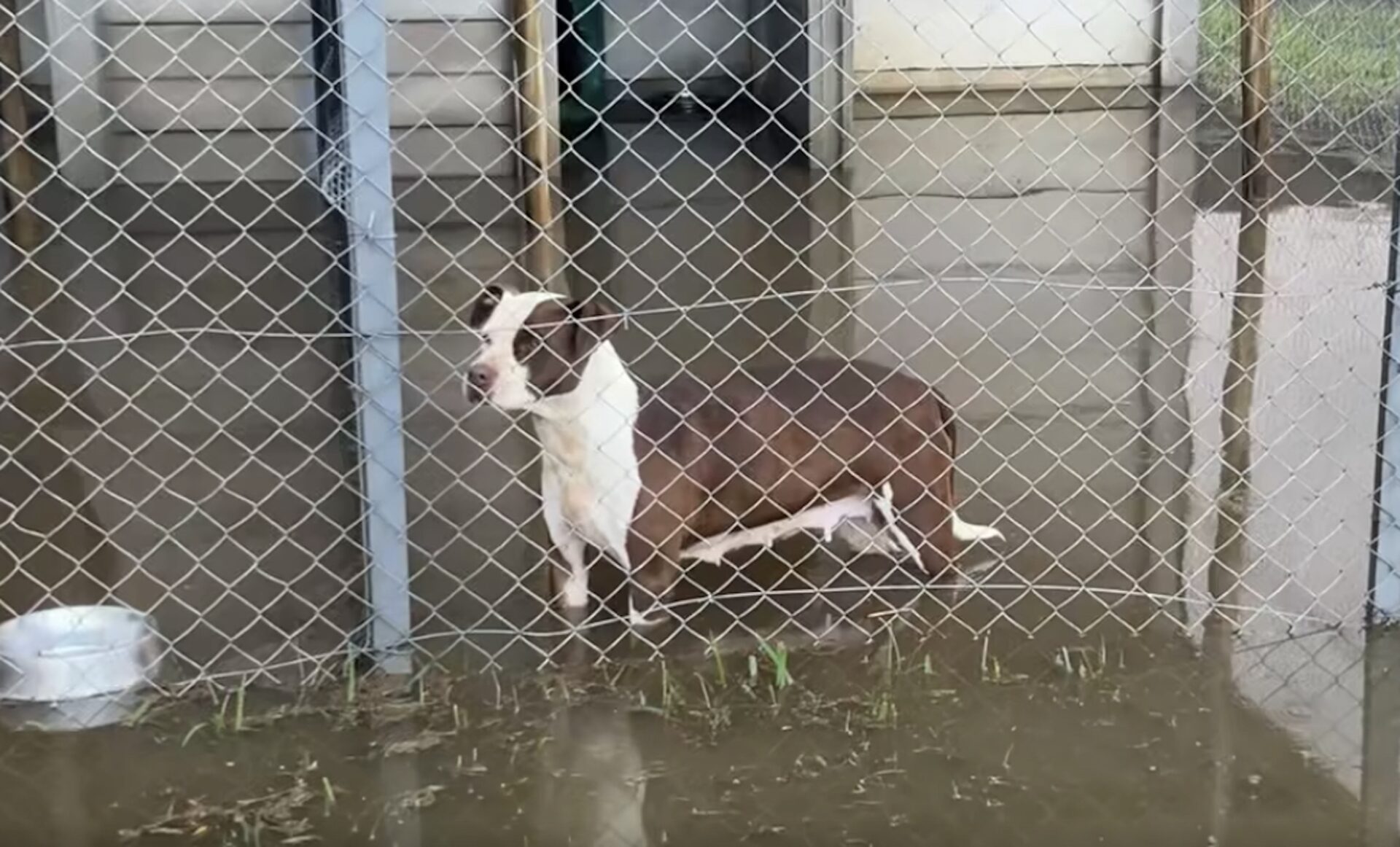 Community Saves Flooded Pitt Bull Sanctuary SA!