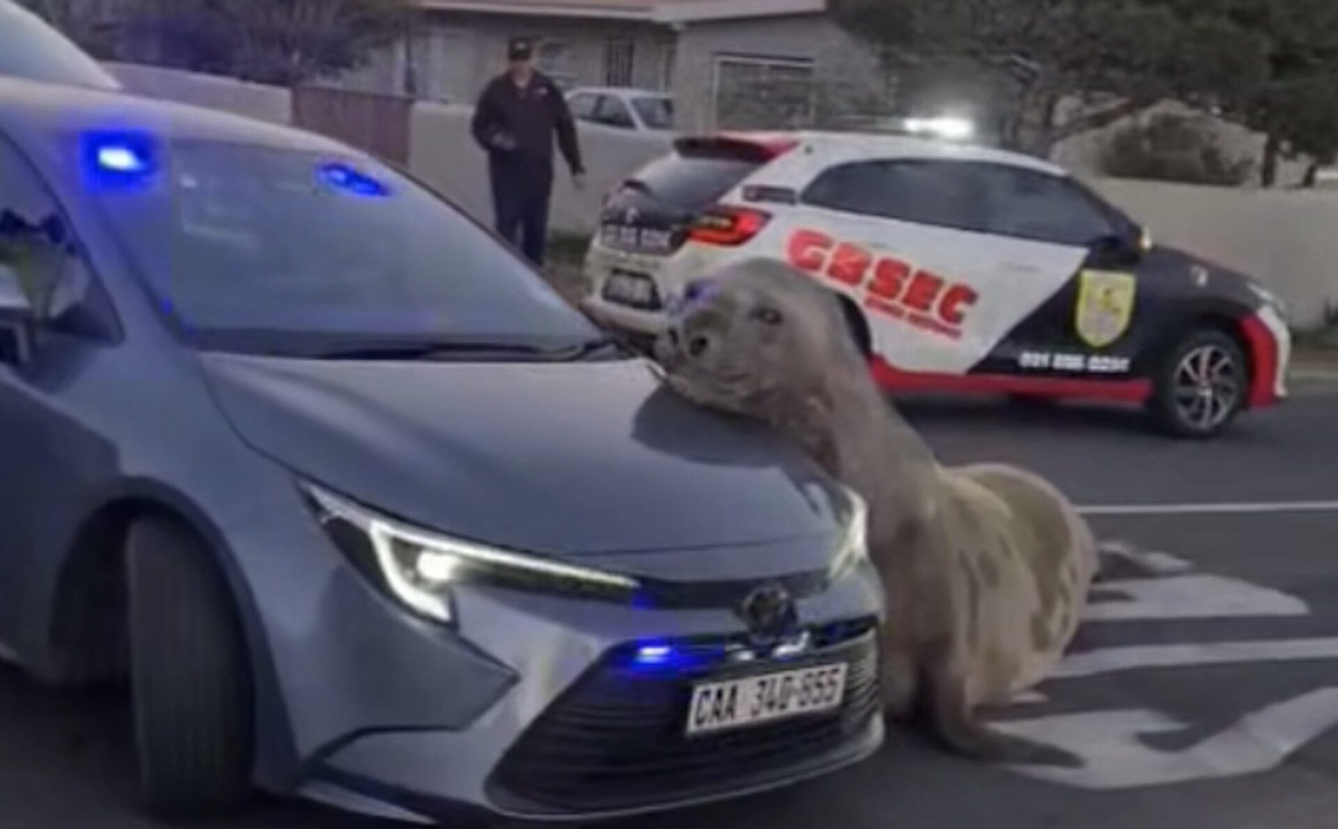 Not AI... Just Awe! Real Elephant Seal Spotted Roaming Gordon’s Bay
