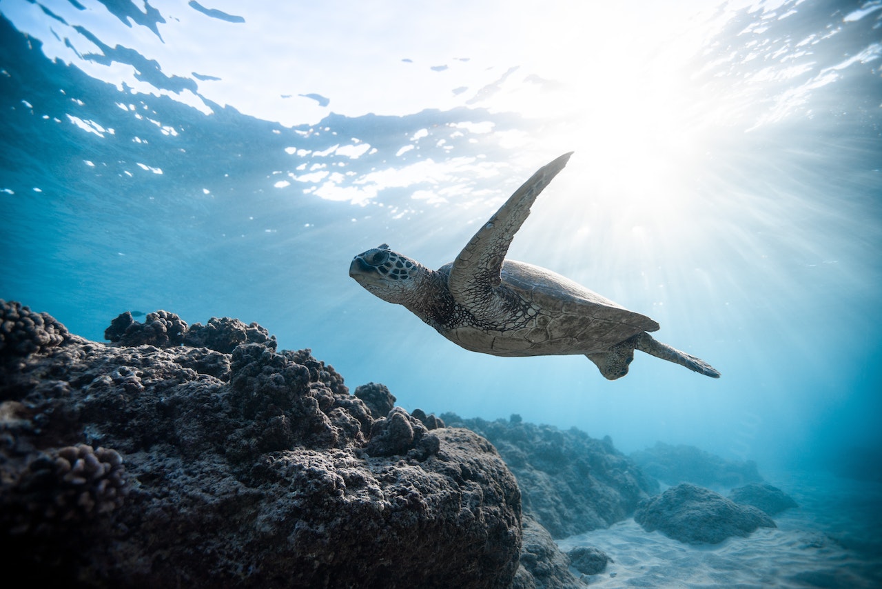 Western Cape Sea Turtle