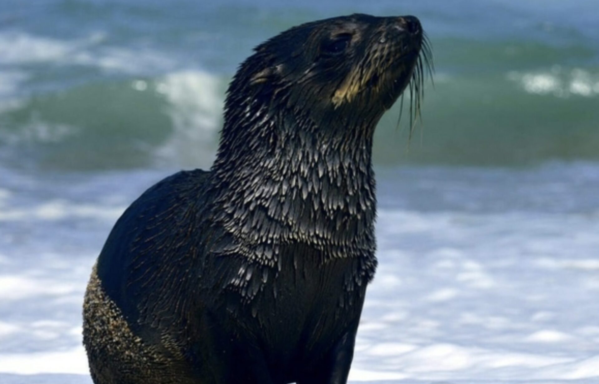 Seal Safety