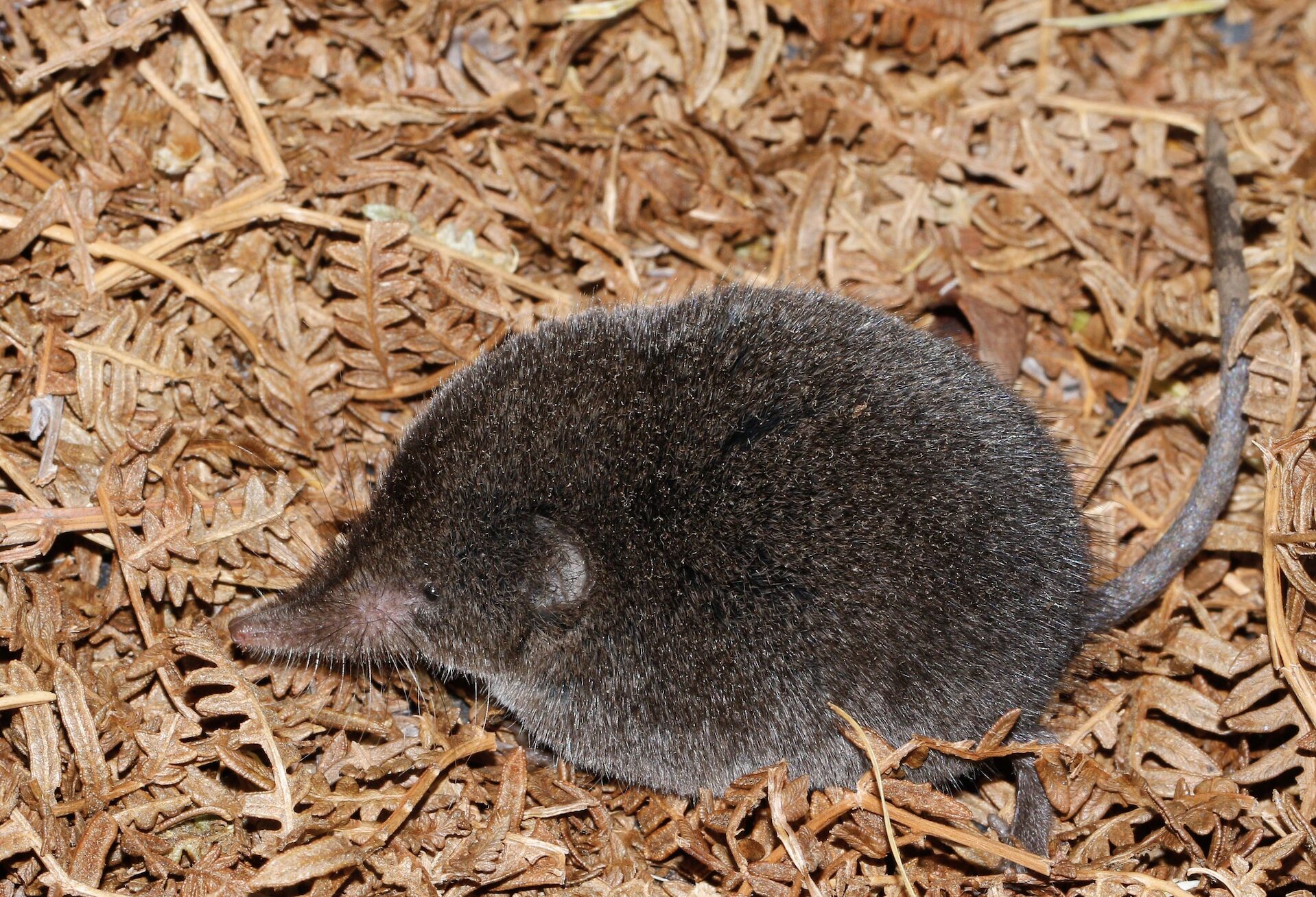 Boosmansbos Long-tailed Forest Shrew 