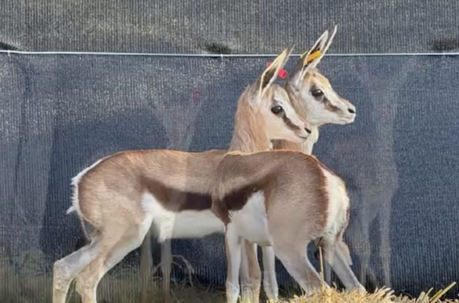 Little Springboks