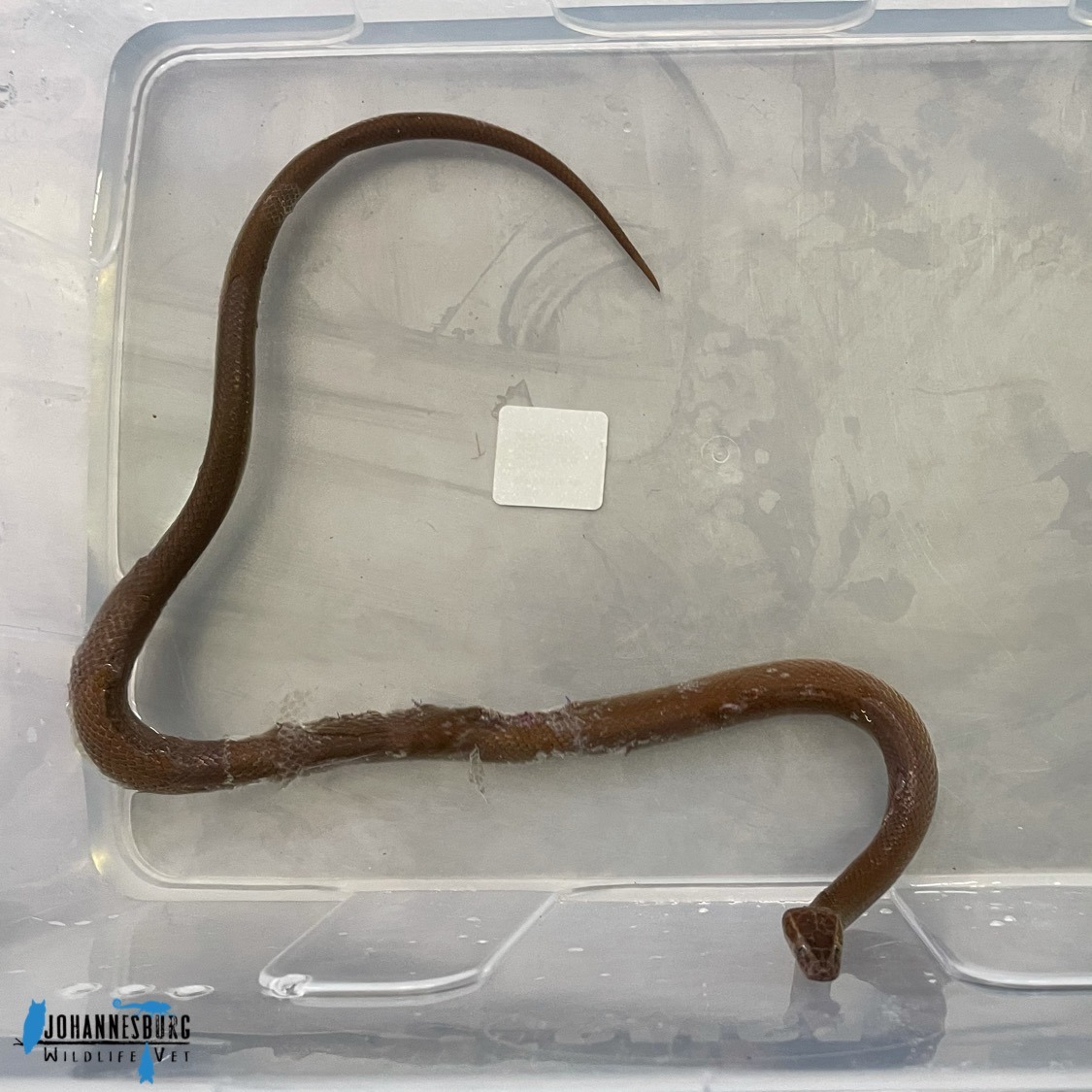 Snake