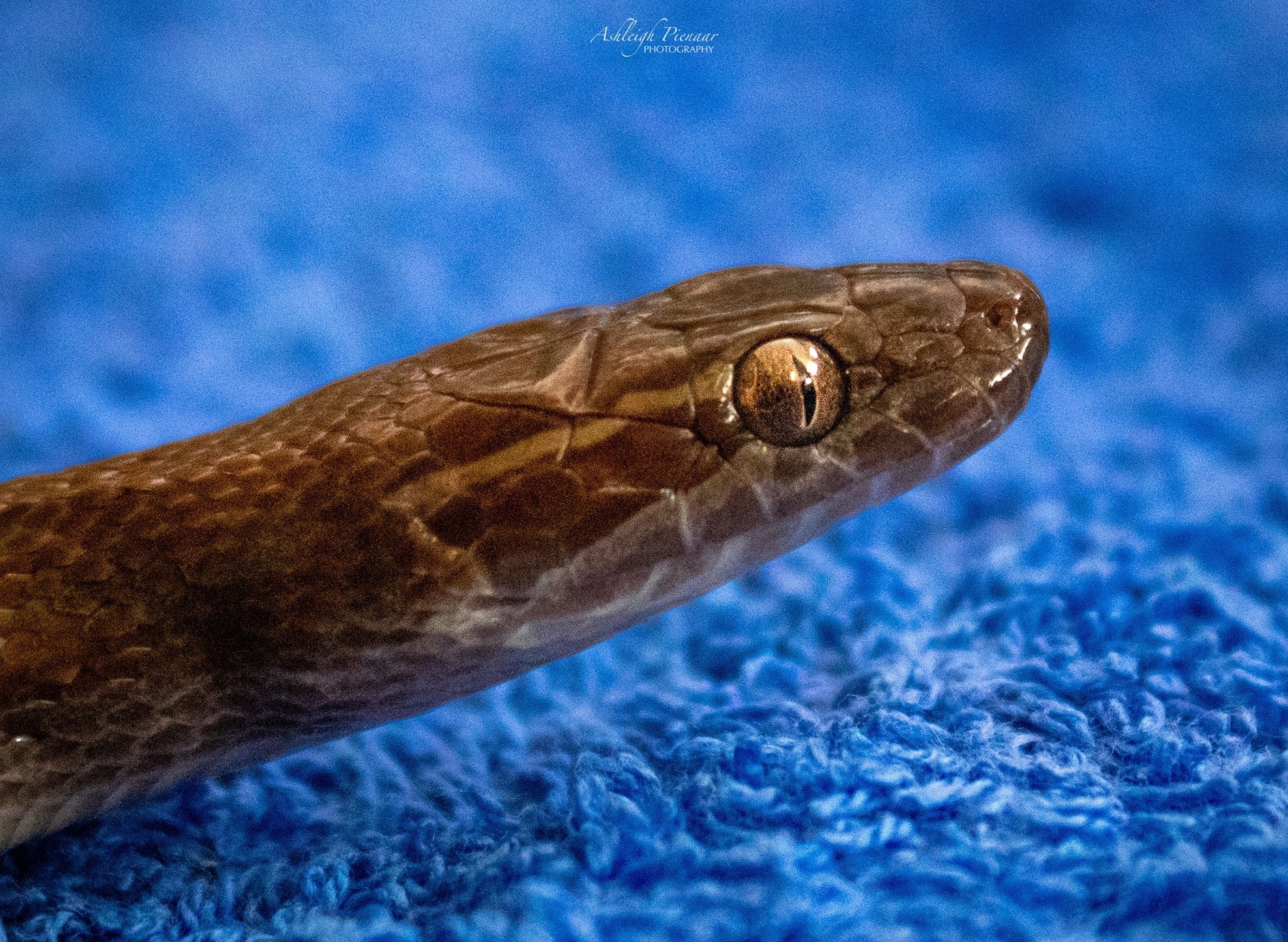 Snake