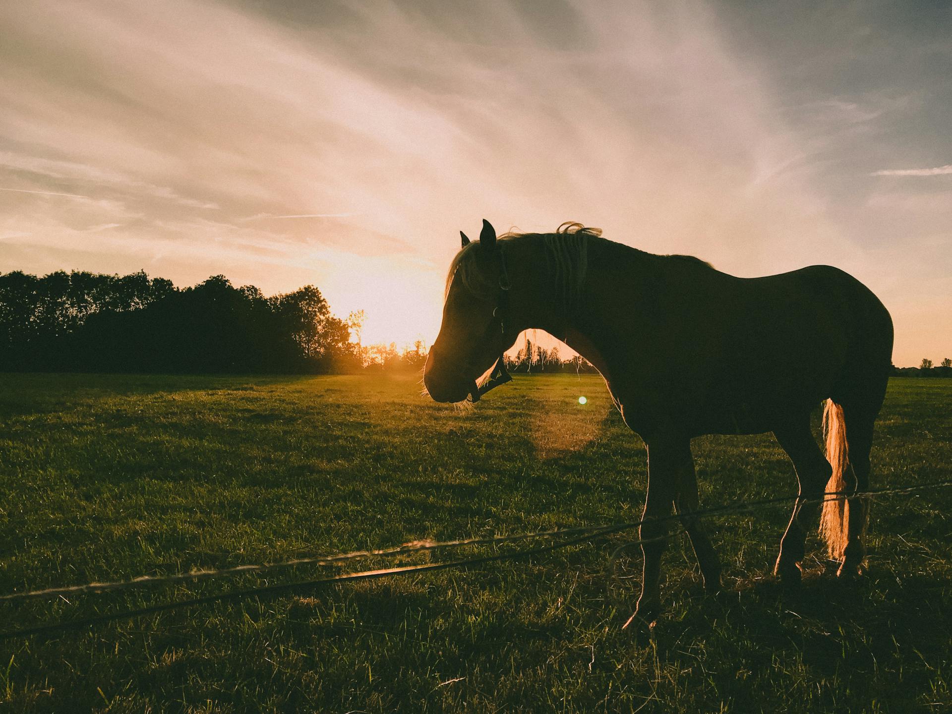 Northern Cape Haven Horse Care