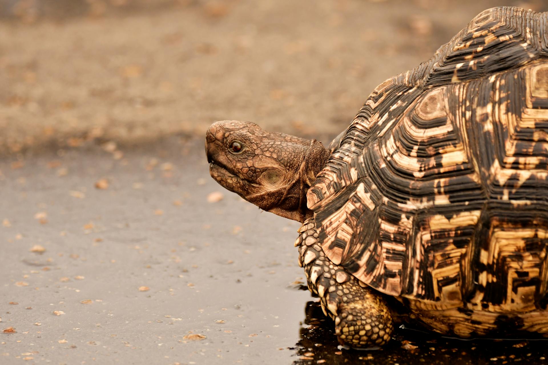 Mpumalanga Karoo Tortoises