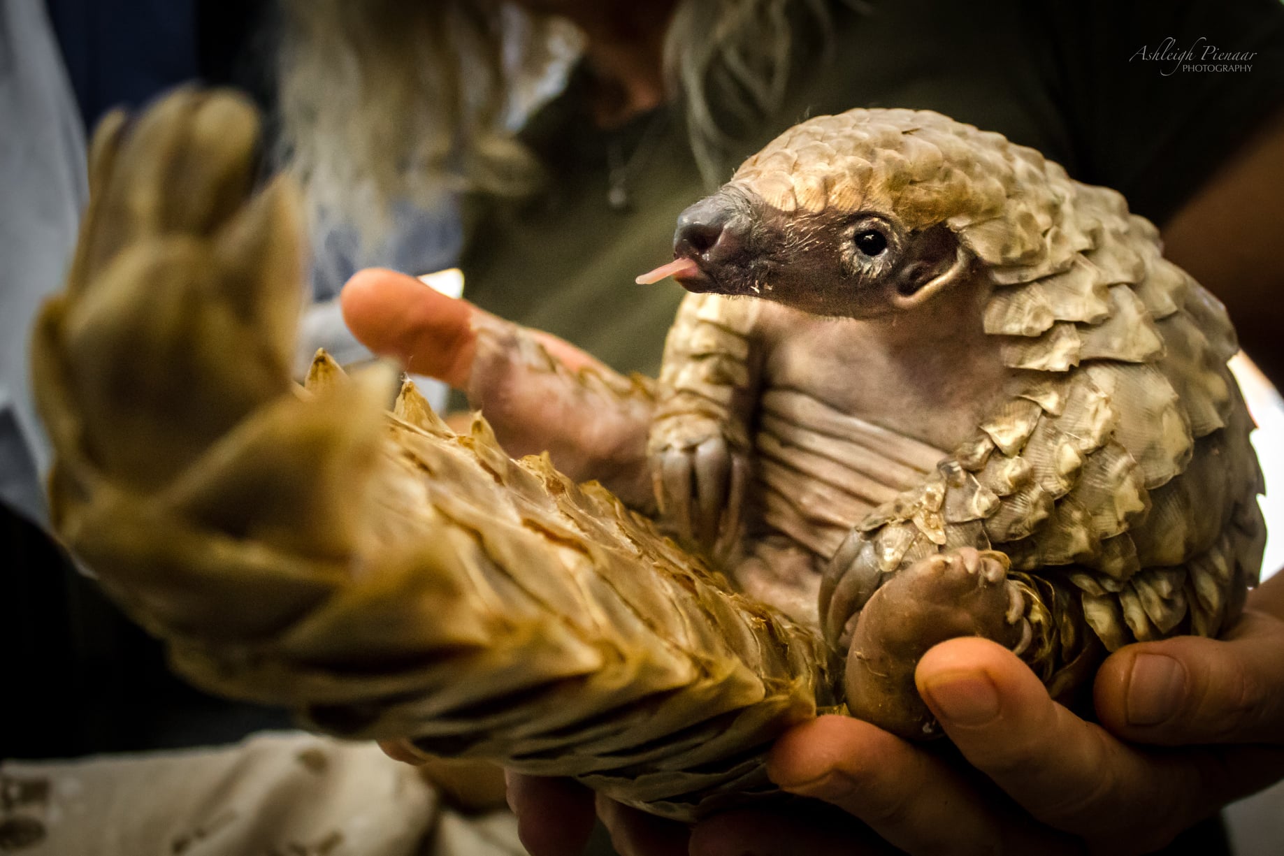 Tot Pangolin