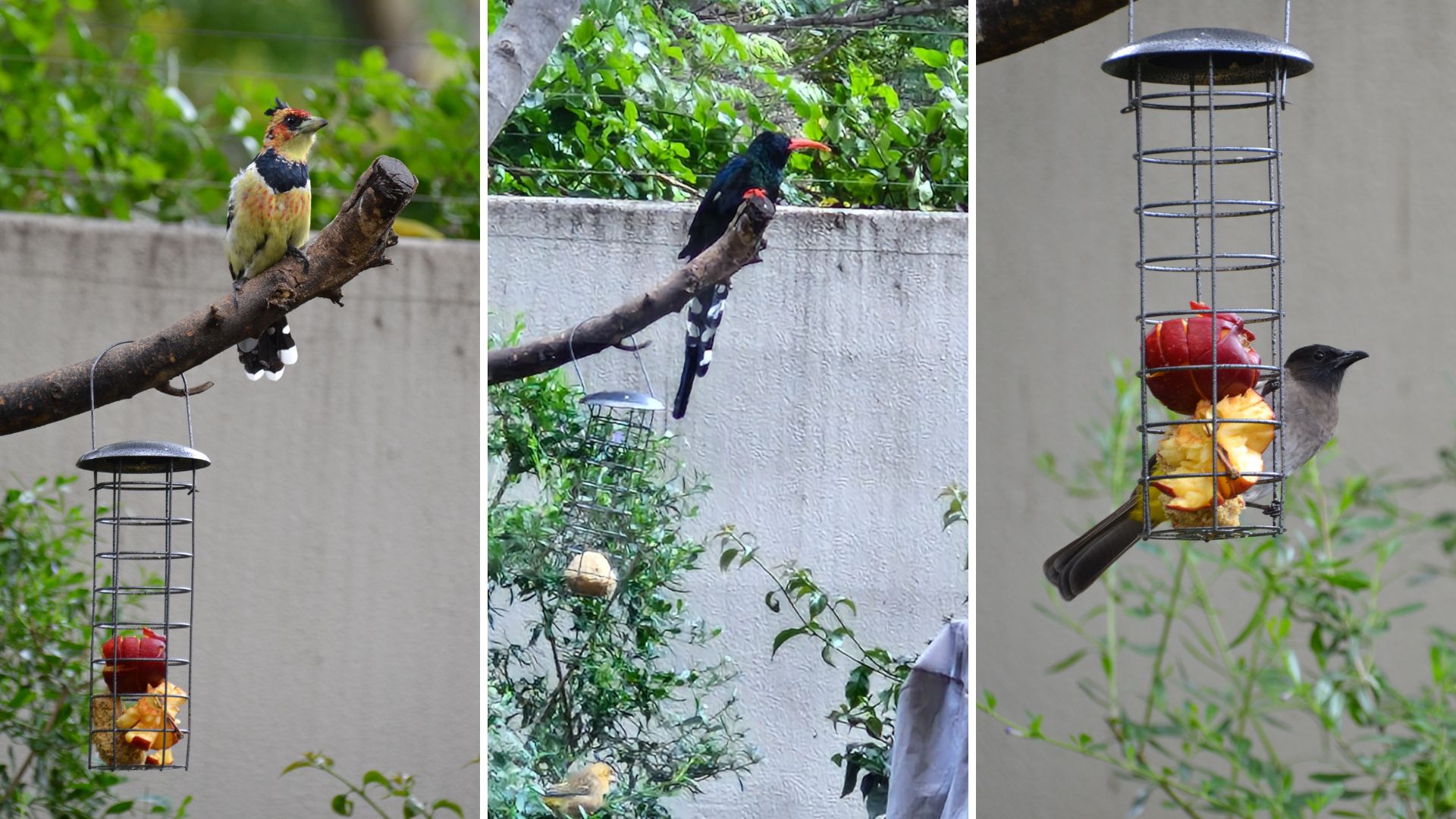 Feeding Birds