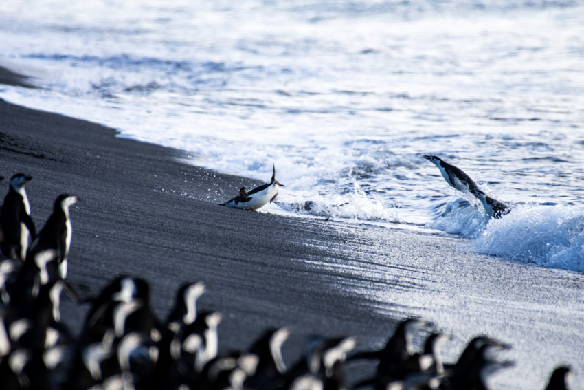 Werner De Kock | South African Photographer Wins Global Acclaim with Breathtaking Penguin Shot