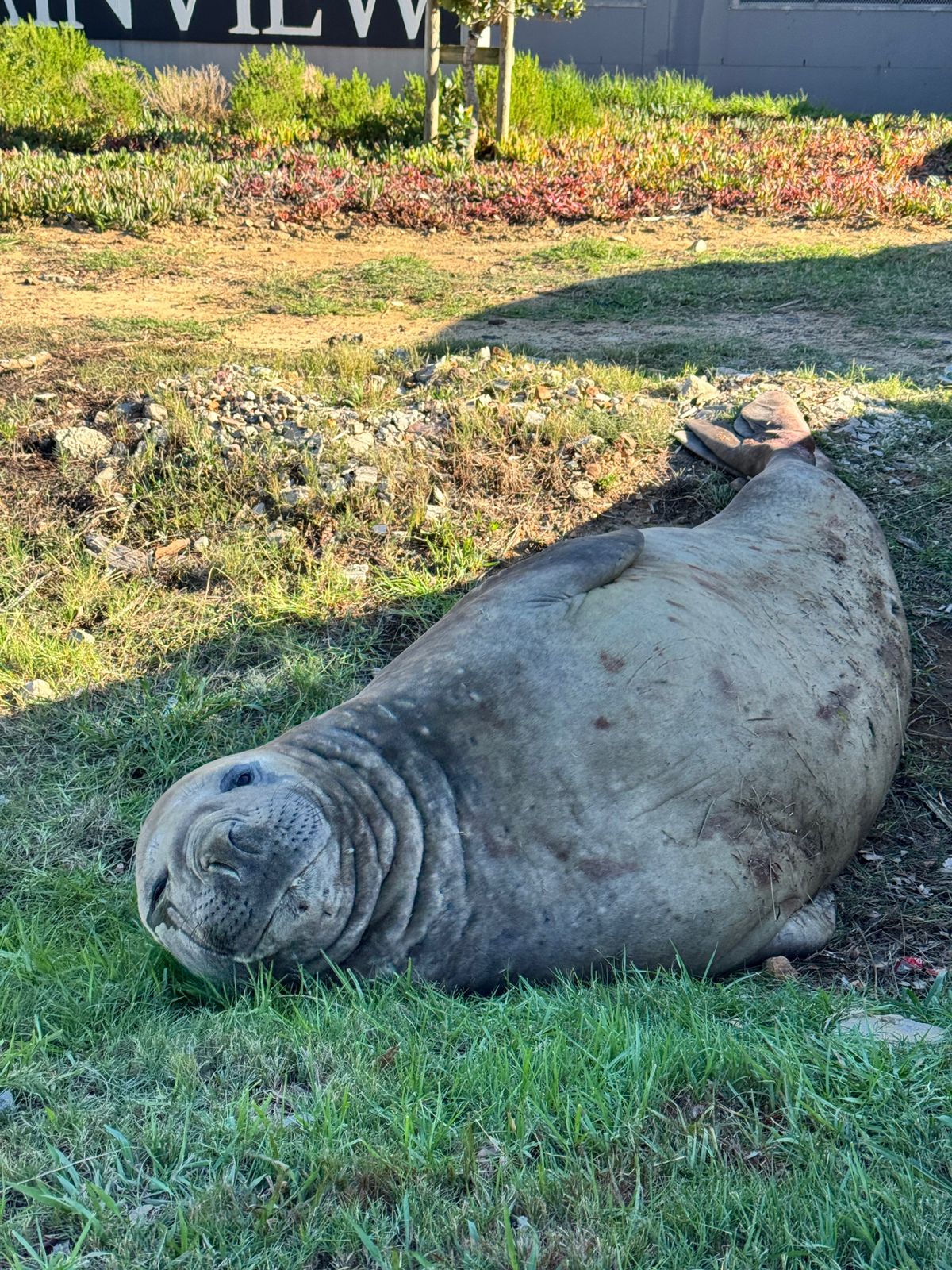 Elephant Seal Safely Returned to Ocean After Cape Town Suburb Stroll