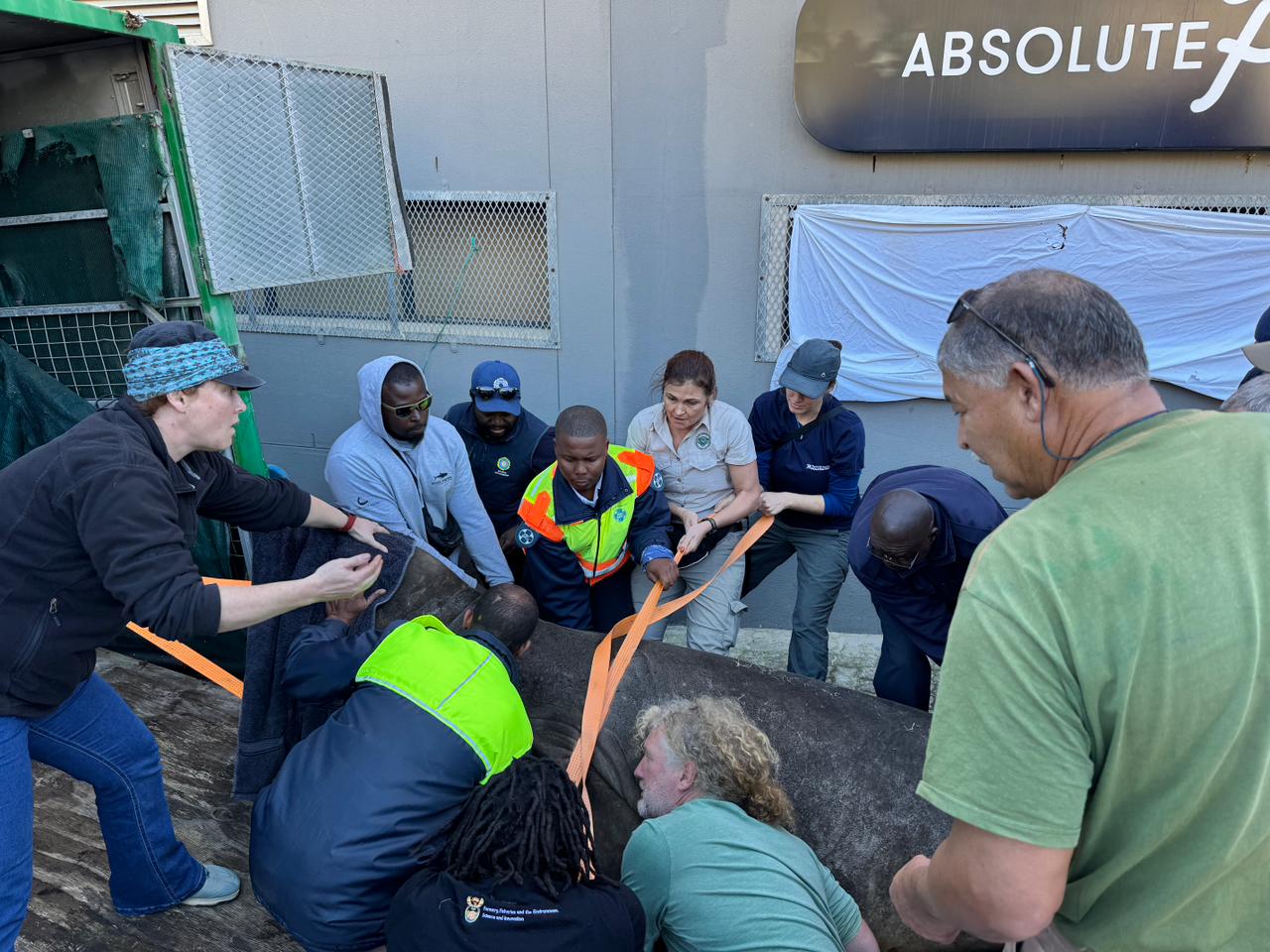 Elephant Seal Safely Returned to Ocean After Cape Town Suburb Stroll