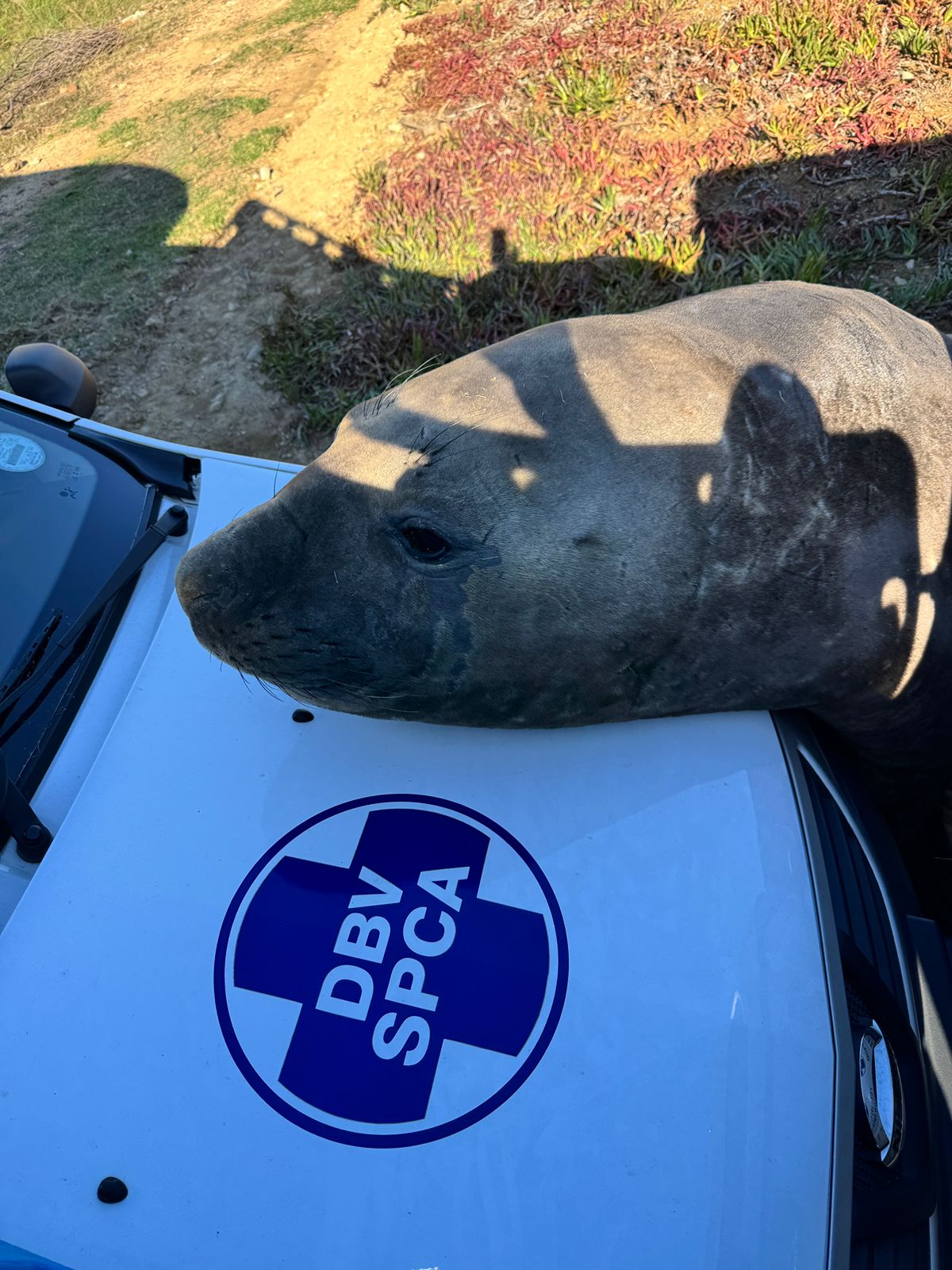 Elephant Seal Safely Returned to Ocean After Cape Town Suburb Stroll