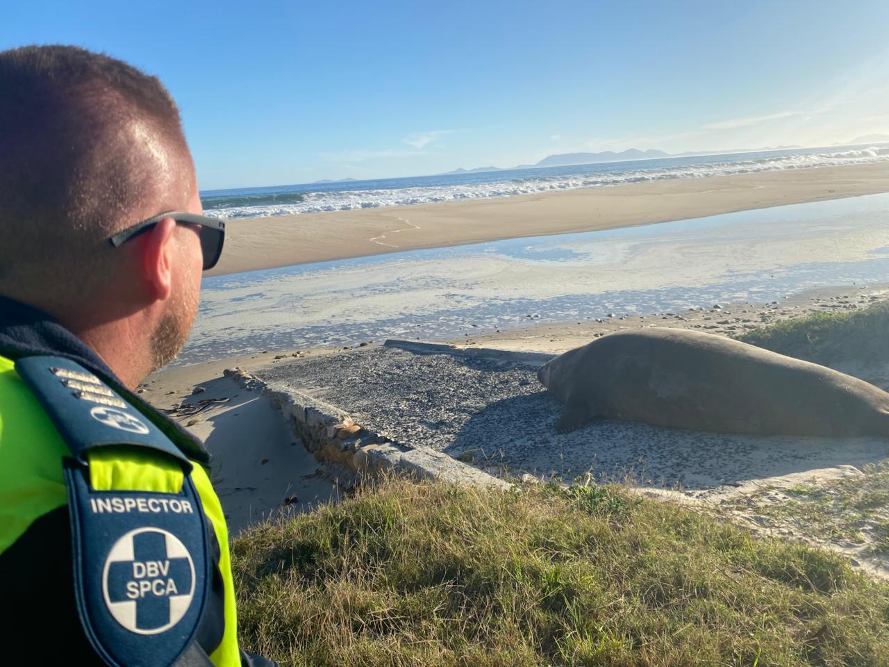 Elephant Seal Safely Returned to Ocean After Cape Town Suburb Stroll