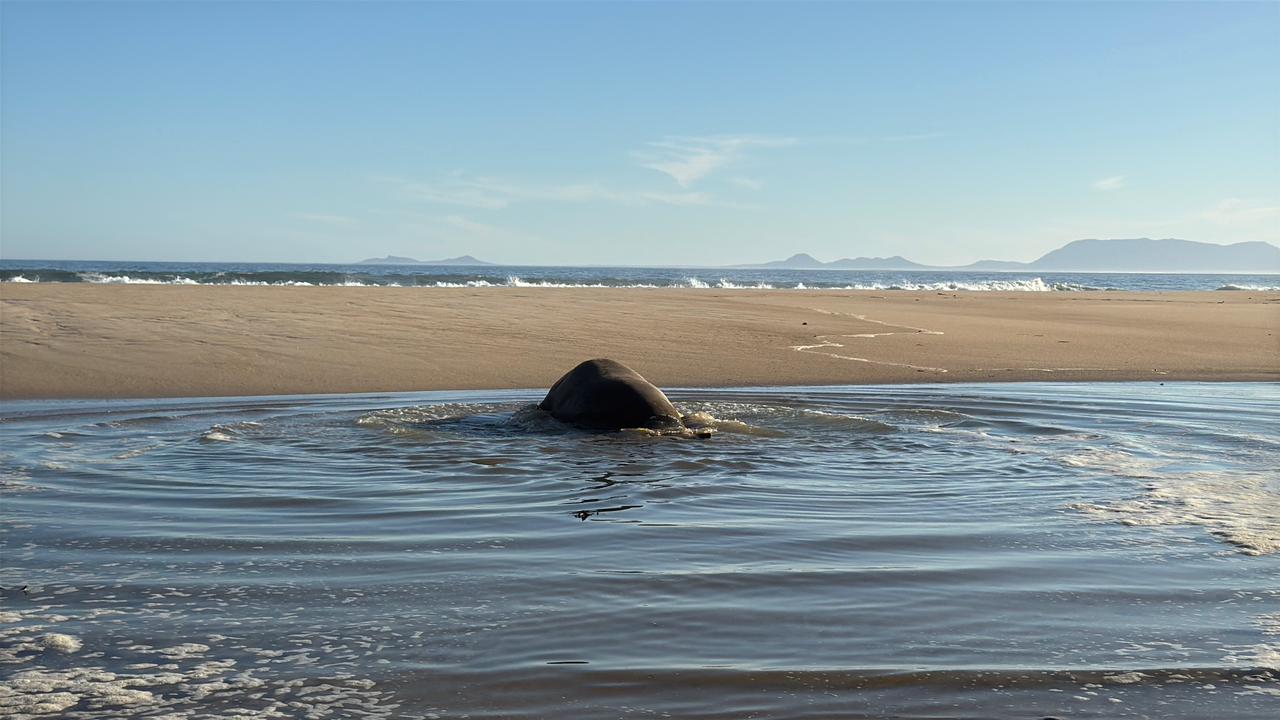 Elephant Seal Safely Returned to Ocean After Cape Town Suburb Stroll