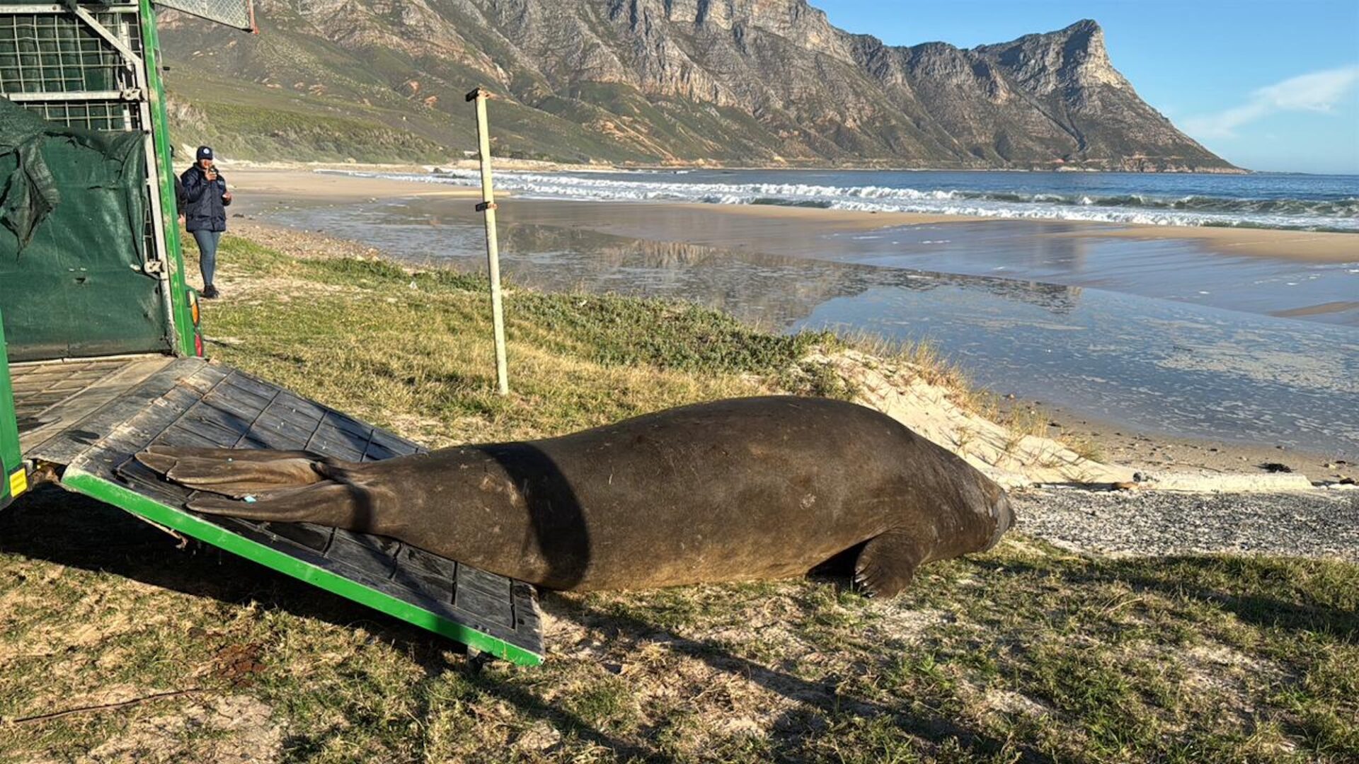 Elephant Seal Safely Returned to Ocean After Cape Town Suburb Stroll