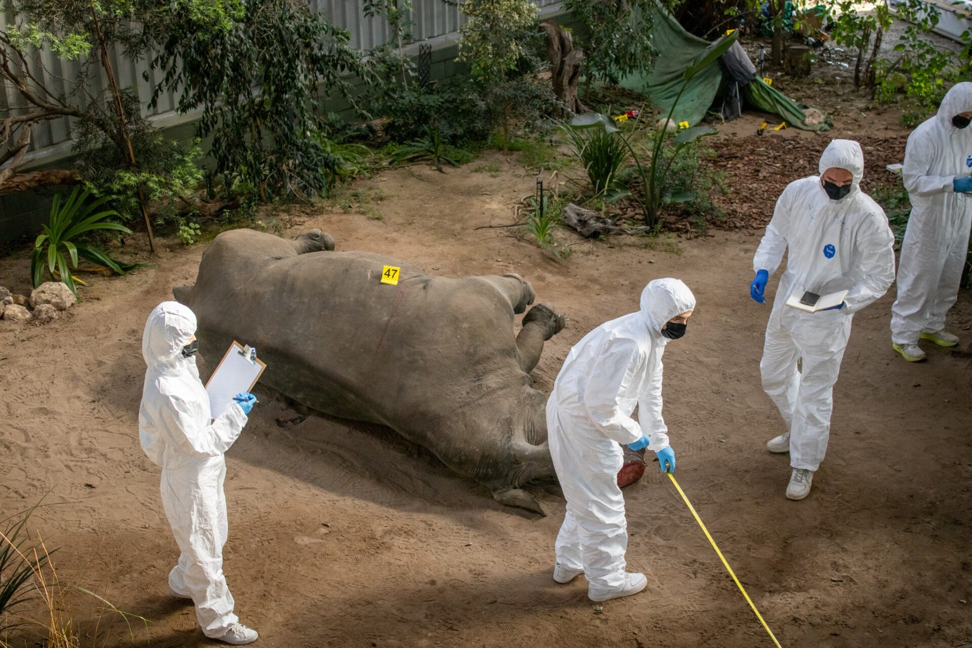 CSI: South Africa! Saving Wildlife with Forensics!