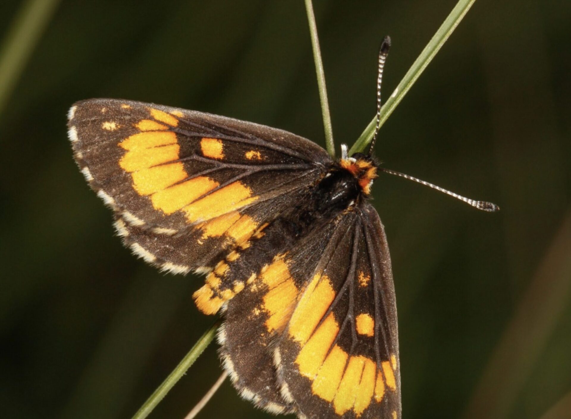 Wolkberg Zulu Butterfly