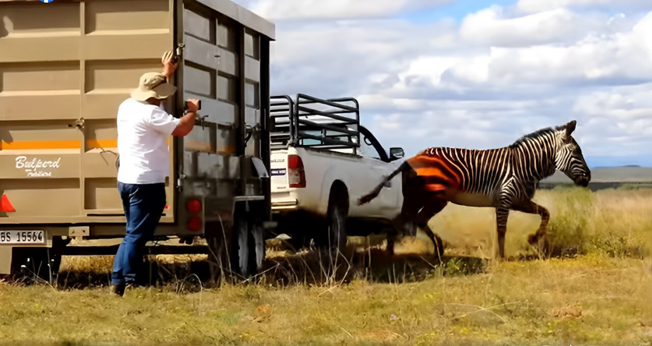 Cape Mountain Zebras
